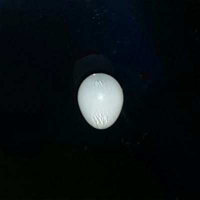 2.6 ct Clam Pearl with Flame