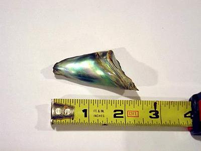 2-inch-abalone-pearl