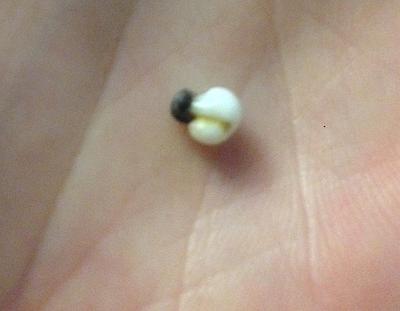 2 pearls attached black and white both round