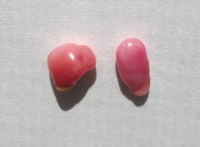 2 Pink Conch Pearls