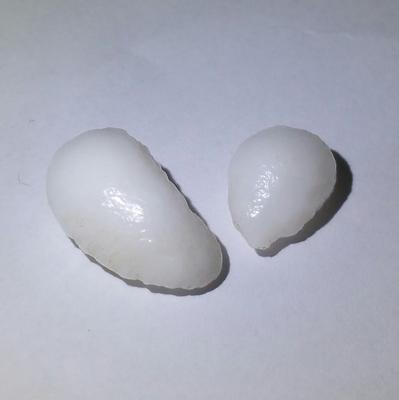 2 White Baroque Clam Pearls 12+ ct