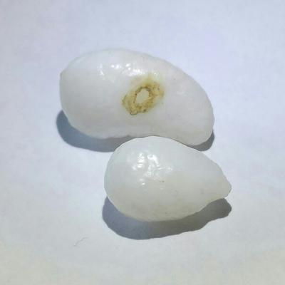 2 White Baroque Clam Pearls 12+ ct