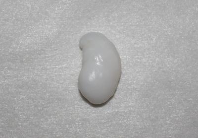 20.3 ct Clam Pearl