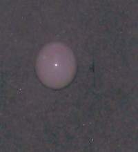 4.34carat Quahog Pearl 10mm Quahog Pearl