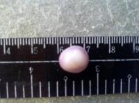 Purple Quahog Pearl Purple Quahog Pearl