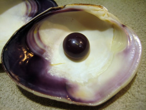 quahog pearl quahog pearl