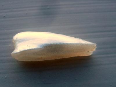 20mm Natural Freshwater Spike Pearl USA