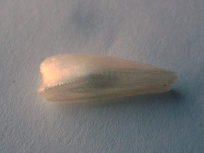 20mm Natural Freshwater Spike Pearl USA
