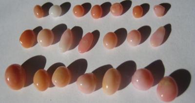 21 Conch Pearls 18.65carats total weight