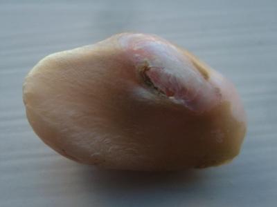 21mm Natural Freshwater USA Pearl