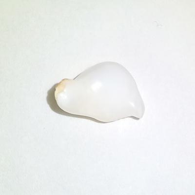 22 Carat Baroque Clam Pearl