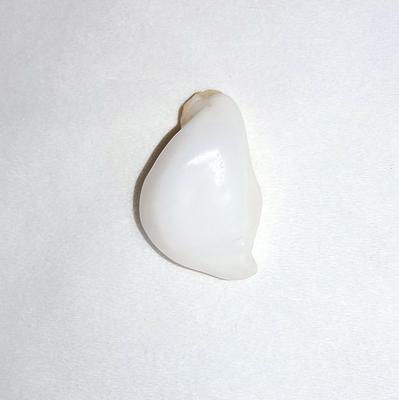 22 Carat Baroque Clam Pearl