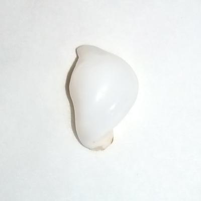 22 Carat Baroque Clam Pearl