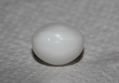 23.5 ct clam pearl