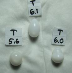 Tridacna pearls 17.7 carats loose pearl