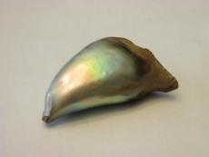 abalone pearl