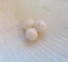 scallop pearl