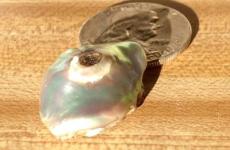 abalone pearl