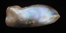 abalone pearl