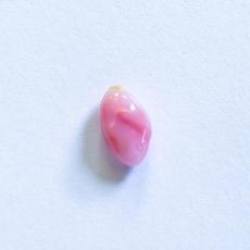 conch pearl