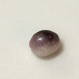 blue mussel pearl