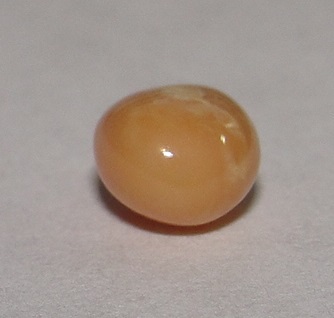 conch pearl