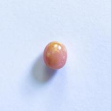 conch pearl