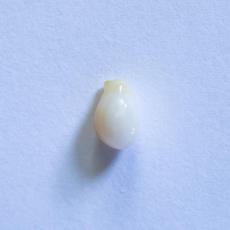 conch pearl