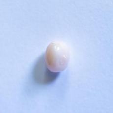 conch pearl