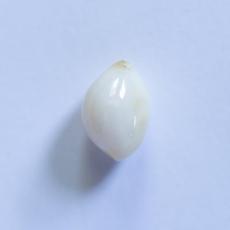 conch pearl