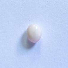 conch pearl