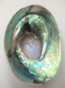 abalone pearl