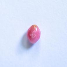 conch pearl