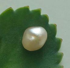 Saltwater natural Pearl