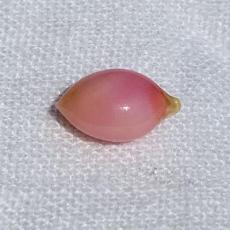 conch pearl
