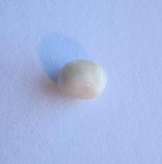 scallop pearl