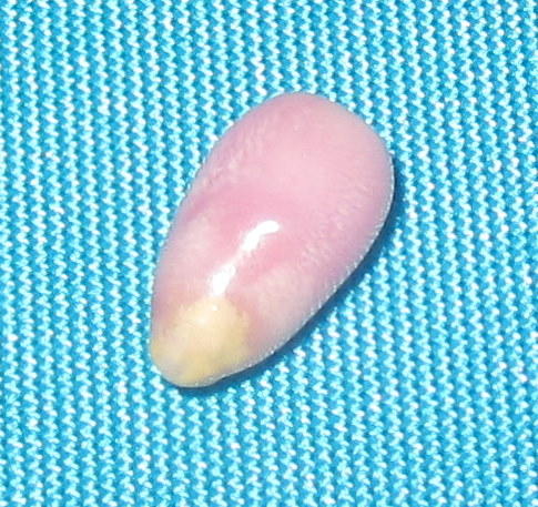 Conch Pearl