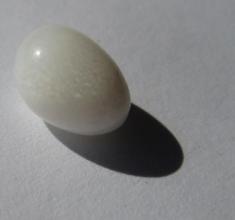 Natural Clam Pearl Drop Shape