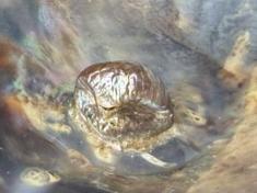Natural Blister Pearl