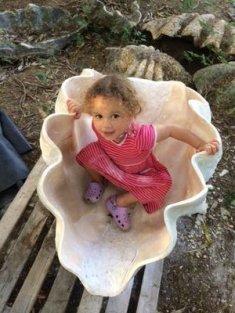 Giant Clam Shell for Sale Giant Clam Shell for Sale