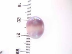 Quahog pearl quahog pearl