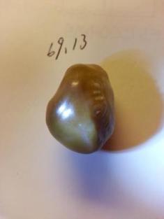 spiny oyster pearl Spiny Oyster Pearl