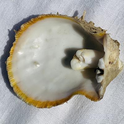 Natural Blister Pearl