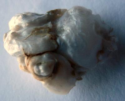 25 carat Natural USA Freshwater Pearl - Free Form