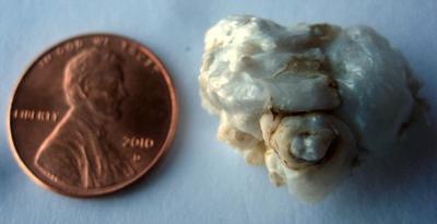 25 carat Natural USA Freshwater Pearl - Free Form