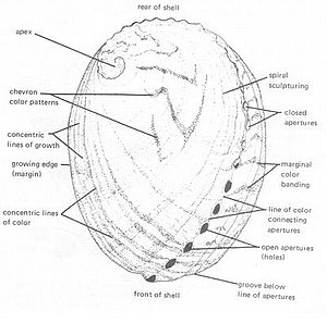 front of abalone shell