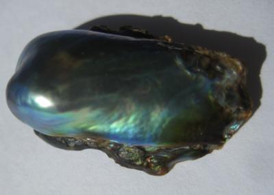 13.85 carats Abalone Pearl