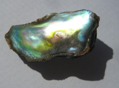 13.85 carats Abalone Pearl
