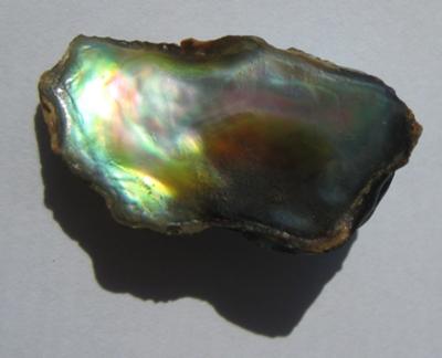 13.85 carats Abalone Pearl
