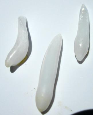 25mm Long Drop Set of 3 Clam Pearls for Sale
